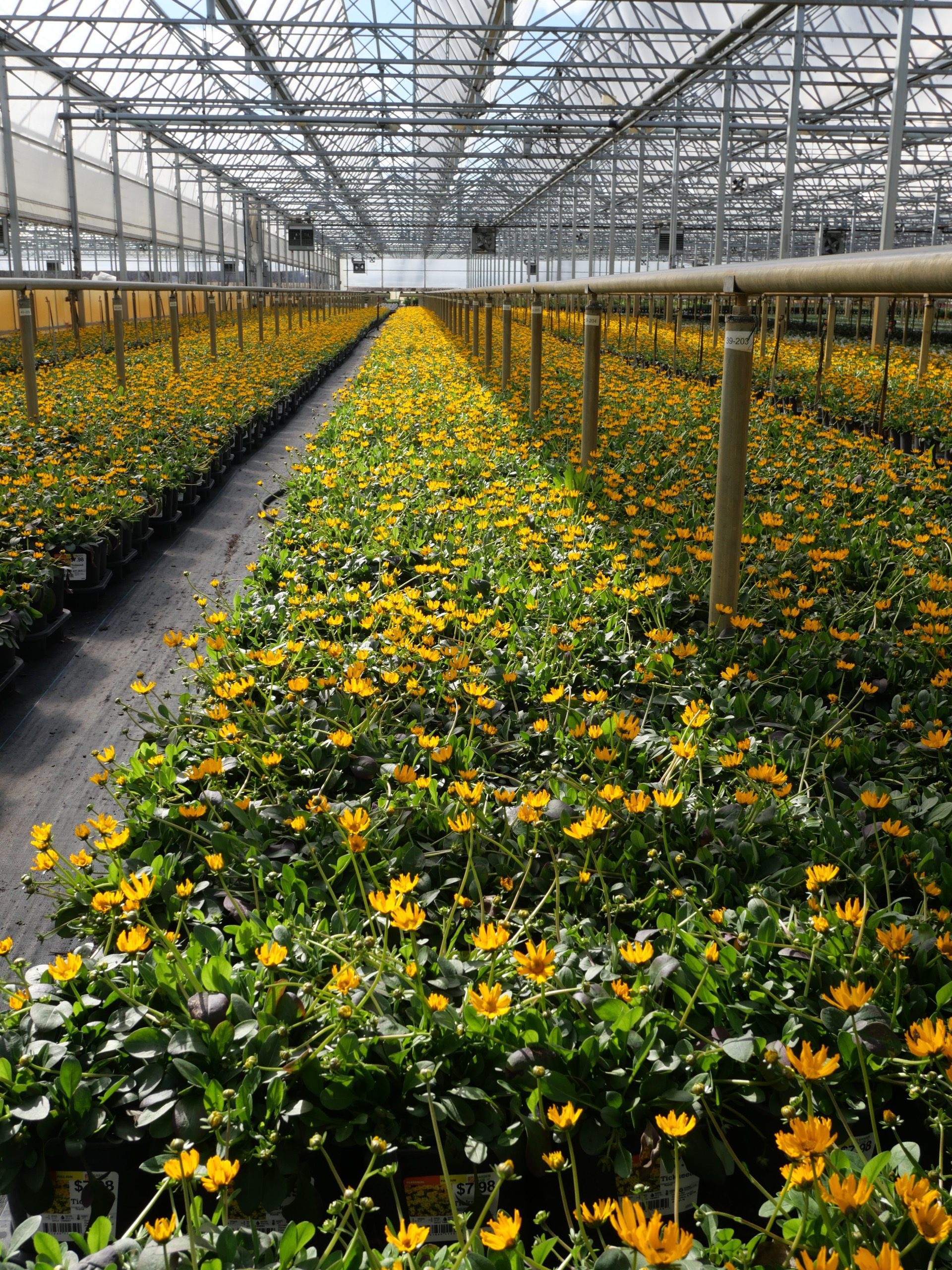 Hampshire Farms | Wholesale Greenhouse Illinois