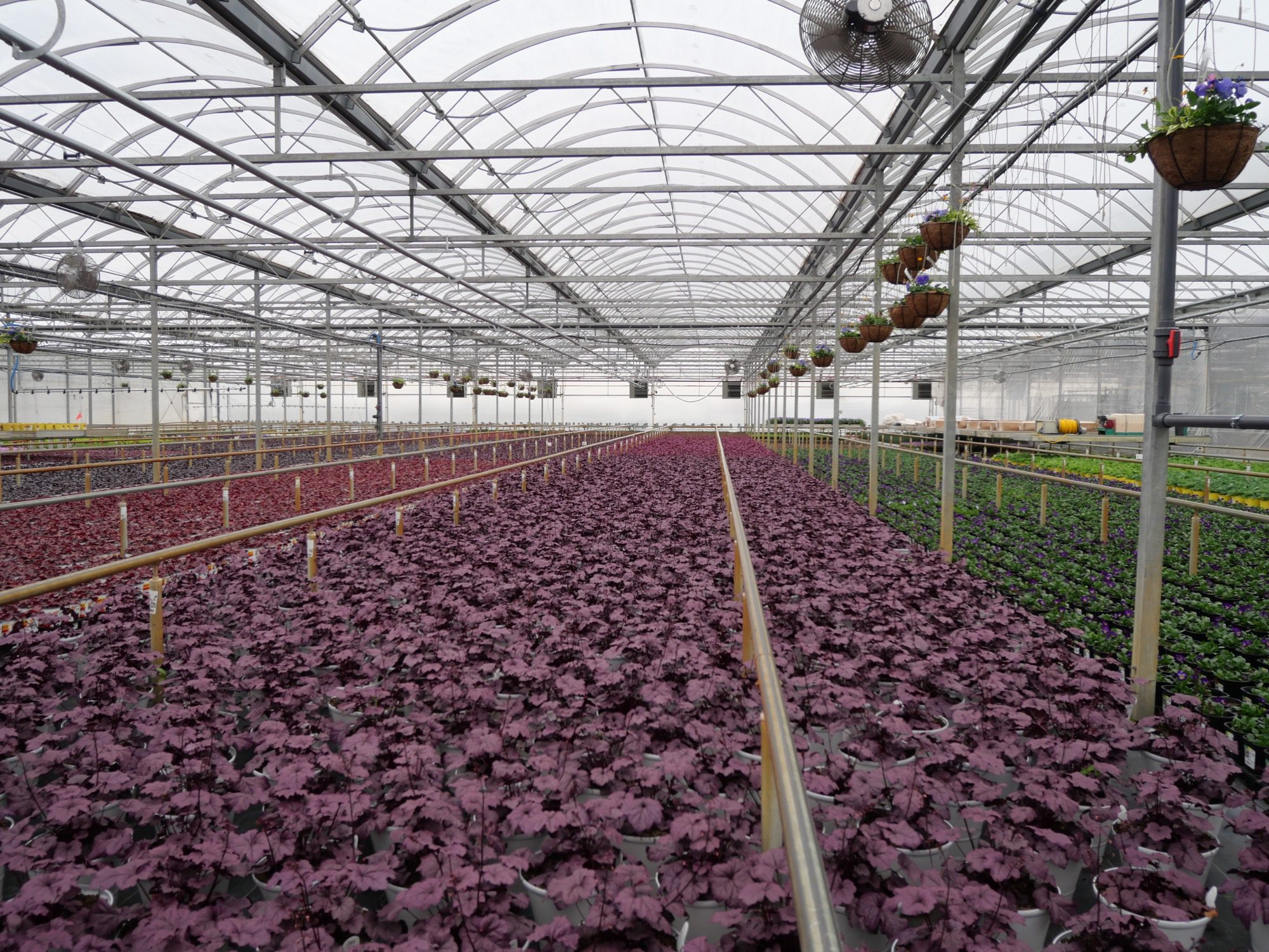 Hampshire Farms | Wholesale Greenhouse Illinois